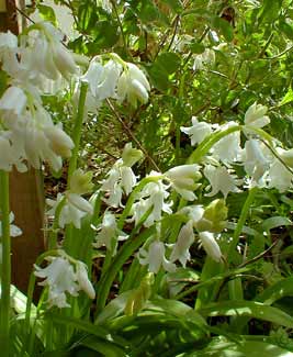 White Scilla