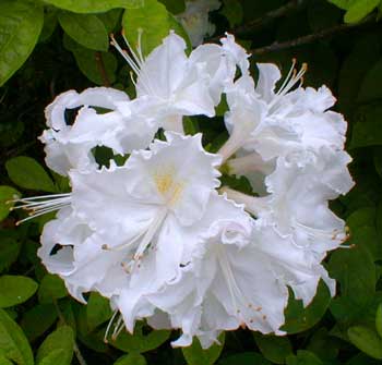 Whitethroat Azalea