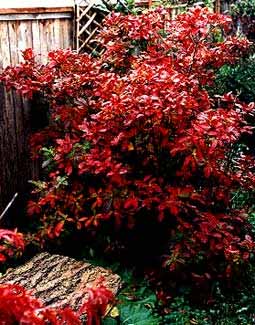 Whitethroat Azalea