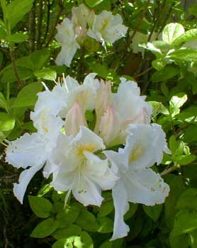 Whitethroat Azalea