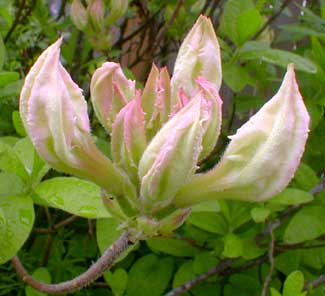 Whitethroat Azalea