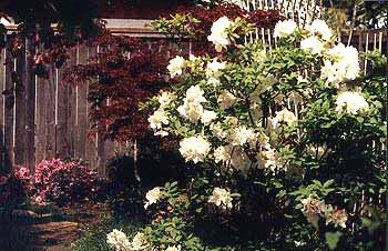 Whitethroat Azalea