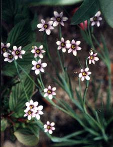 Widow Grass blooms