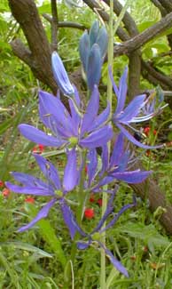 Camas