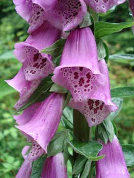 Foxglove