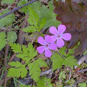 Herb Robert