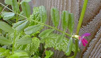 Wild Vetch