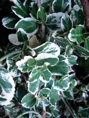 Euonymus fortunei