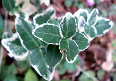 Euonymus fortunei