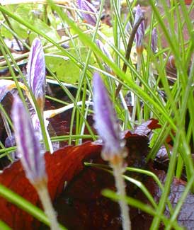 Winter Crocus