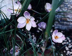 Winter Crocus