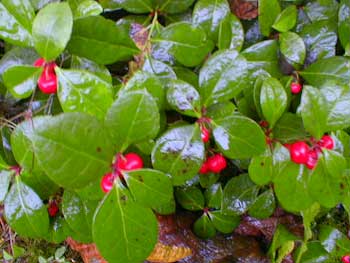 Wintergreen