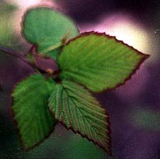 Winter Hazel Leaf