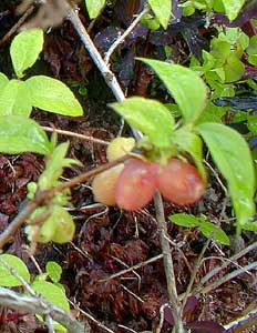 Honeysuckle fruit