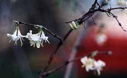 Honeysuckle