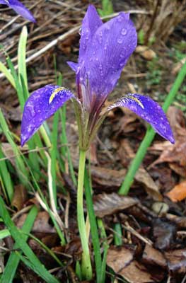 Winter Iris