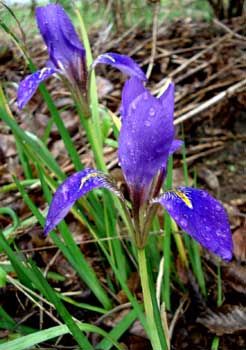 Winter Iris