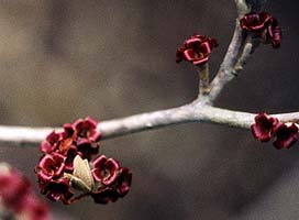 After Bloom