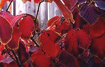 Witchhazel