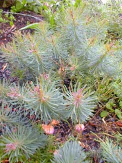 Cypress Spurge