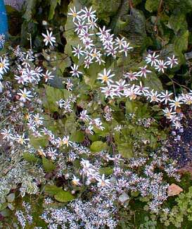 Wood Aster