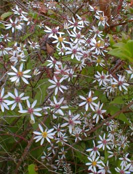 Wood Aster