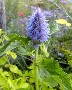 Purple Giant Hyssop