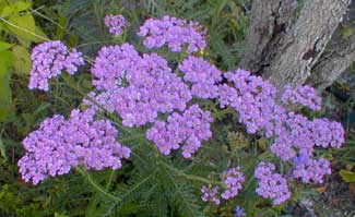 Lavender Yarrow