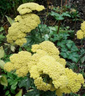 Pale Yellow Yarrow