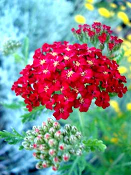 Paprika Yarrow