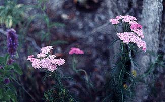 Lavender Yarrow