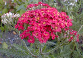 Paprika Yarrow