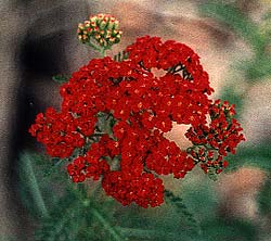 Paprika Yarrow