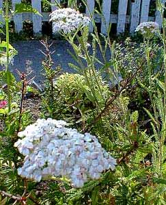 White Yarrow