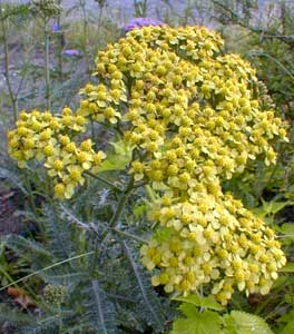 Pale Yellow Yarrow