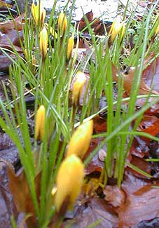 Crocus
