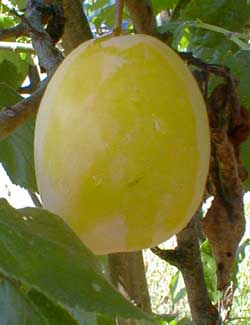 Yellow Egg