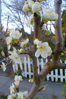 Plum Flower