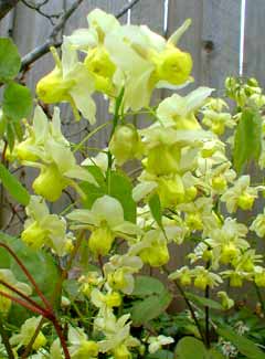 Epimedium blooms