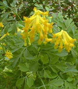 Yellow Corydalis