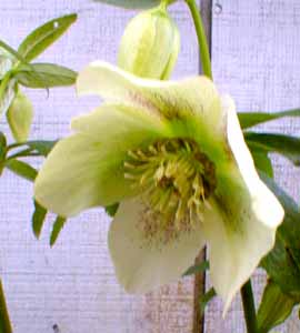 Hellebore