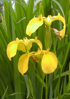 Yellow Iris