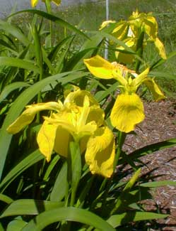 Yellow Iris