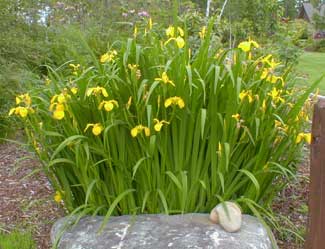 Yellow Iris