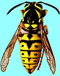 Yellowjacket