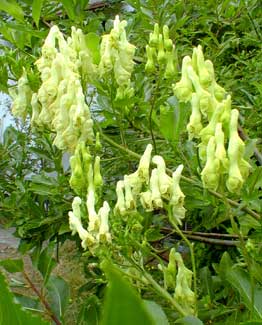 Yellow Monkshood