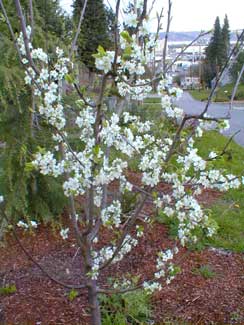 Plum Flower