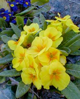 Primrose