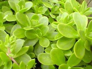 Stringy Stonecrop