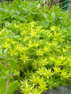 Stringy Stonecrop
